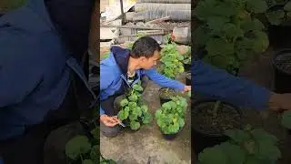 Geranium Plant | जेरेनियम | How to get more flower from Geranium | Hanging basket flowers #geranium