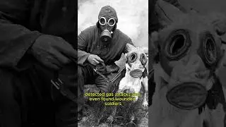 Meet the Animal Heroes of World War I! 🐴🐕🐦