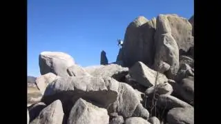 Chamois goat in its natural habitat - Must be 18 or older to order