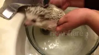 Adorable Hedgehog Bath Time!