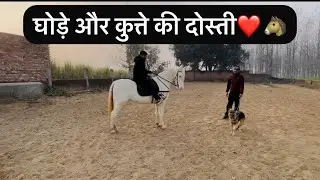 Rustam ride with dog Polly ❤️😍#horse #dog 