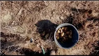 3.2.2020 - TEST (6 mois) conservation des pommes de terre sous le foin (6)