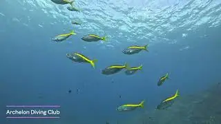 八丈島のタカベとウメイロモドキの群れ