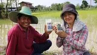 Fairer Bio-Reis aus Thailand - Ein Besuch bei Green Net