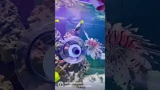 Tankmatez Bubble Fish Traps Eco Friendly Minimal Stress For The Whole Tank  #fishtrap #tankmatez