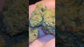 GumDrops Strain Review #420