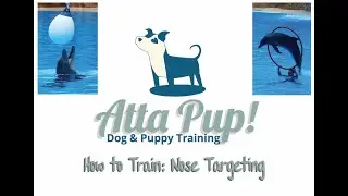 How to Teach Your Dog a Dolphin Trick: Nose Targeting