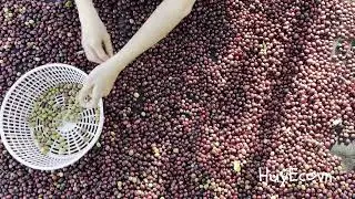 🚀 Sorting Coffee Cherries &ndash; Ensuring Quality at HuyEco Coffee! ☕🌿