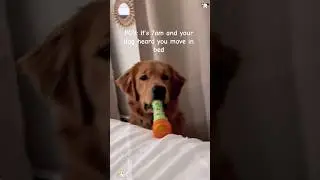 Pov:dog is your personal alarm clock 😭🐶⏰ #funnydog#dogalarm#fyp