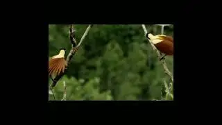 Red - bird of paradise