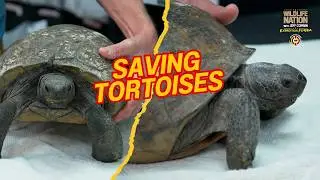 How 6 Cracked-Shell Tortoises Got a Second Chance