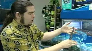 Choosing a Pet Snake: Temperament