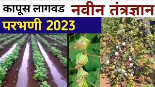 कापूस लागवड नवीन तंत्रज्ञान | उत्पादनाची हमी!परभणी विद्यापीठ Kapus lagwad mahiti,