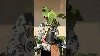 Потрясающие растения в Home Depot! #комнатныерастения #садоводство
