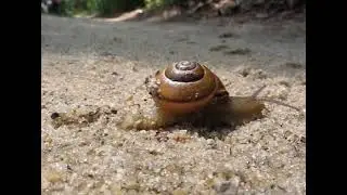 Snails, Short Doc, 2023