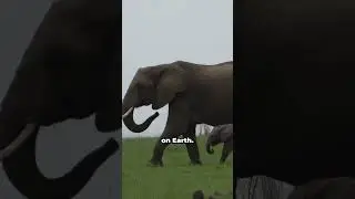 🐘💕 &ldquo;Elephant&rsquo;s Journey: The Longest Pregnancy in the Animal Kingdom&rdquo; 🤰🕰️ #facts