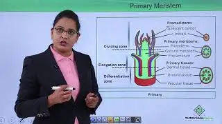 Class10th – Primary and Secondary Meristem | Anatomy of Flowering Plant (Hindi) | Tutorials Point