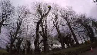 Mature Oak Removal