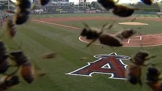 Bees disrupt Orioles vs. Angels in Anaheim