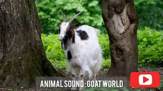 Goat World