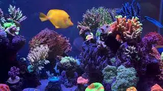 2026.1.11 The reef tank