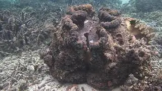 Tridacna gigas- Giant Clam
