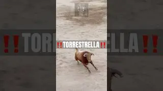 ‼️PRECIOSO TORO DE LA GANADER&Iacute;A DE &ldquo;TORRESTRELLA&rdquo;#viral #toros #bull #trending #bull #valladolid #