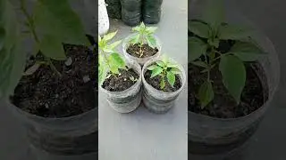 Sili sa plastic bottle #organic #recyclereuse #recyclereuse #kuyaahlexrgtv