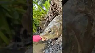 Amazing golden carp fish video🎣🥚#fish #fishing #hookfishing #handfish #shorts