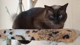 Cat leads the hunt for humans