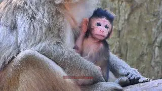 Update Life! Bentley Baby Suking Milk Blacky Mom Monkey | BBC Natural Animals
