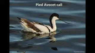 Pied Avocet call