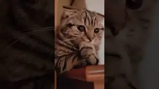 Может ли ваш котик забыть вас?
