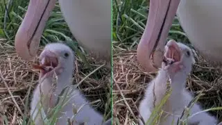 Royal Albatross~🦑Did the Little one swallow a squid beak? ~2:42 PM 2026/01/26