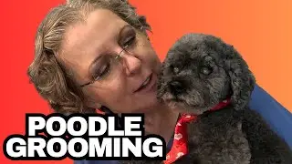 Grooming This Dog That Bit Me | Toy Poodle | Moss
