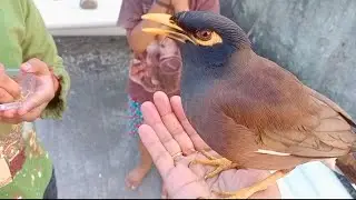 These days a lot of videos are being made with the Mynah Bird. How camera friendly is this Mynah ...