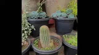 Ooty Karnataka Siri Garden #ooty #karnatakagarden #nature #beautiful #plants