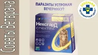 Нексгард Спектра Средство от Паразитов для Собак. Отличие Нексгарда от Бравекто