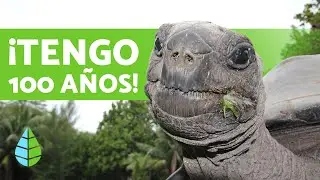 Los 5 ANIMALES MÁS LONGEVOS DEL MUNDO 🐋 (+INMORTALES) 😱