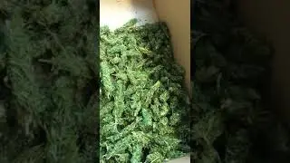 Hemp whole buds CBD Tea
