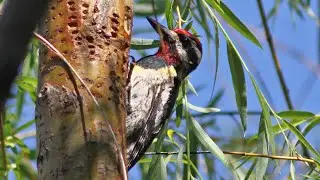 Sapsuckers