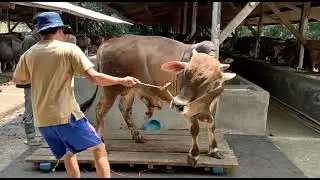 Sapi 17 Simmental Pit Lite Brown 2