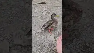 LITTLE CUTE WILD DUCK.🐥🐥 NOT SCARED AT ALL👫