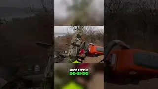 Не волнуйтесь, с кленом всё в порядке.