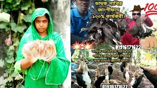 dahuk pakhi dhora fat.waterhen dahuk bird trap.duck bird trap.dahuk dhora fad kinbo.#waterfowl