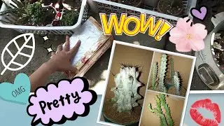 unboxing EUPHORBIA VANDERMERWEI, STENOCEREUS BENECKEI, EUPHORBIA GREENWAYI