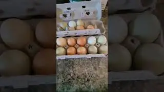 Colors of farm fresh eggs #eggs