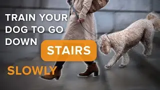 Dog Pulls You Down Stairs On Leash?