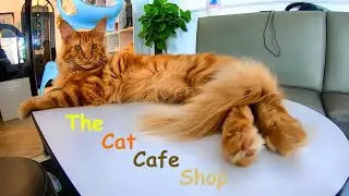 Merman Tiun Introduces Catfe The Most Famous Cat Cafe In Vietnam