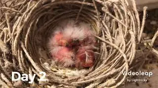 Canaries Breeding Season 2021 part2